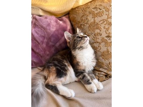 Maine coon dişi silver tortie uygun
