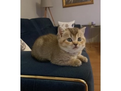 Black golden erkek british shorthair