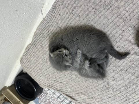 Scottish fold tatlı kediler