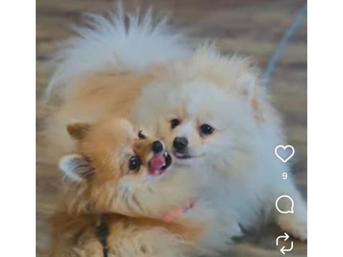 Antalya serik içi sahiplendirme pomeranian
