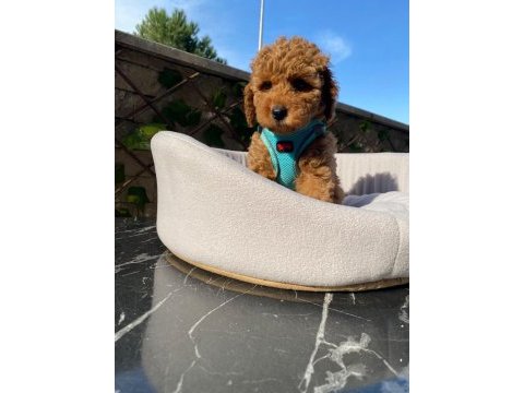 Evinizin yeni neşesi poodle burada