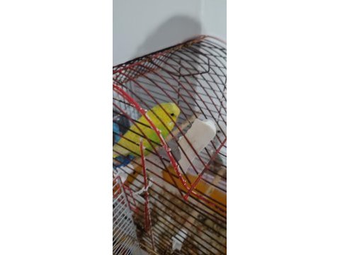 Damızlık muhabbet kuşları çift