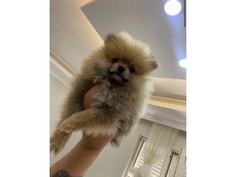 Kendi pomeranian yavrum üretici değilim