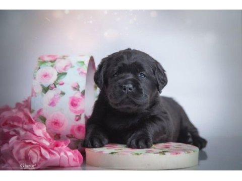 Fci şecereli labrador retriever