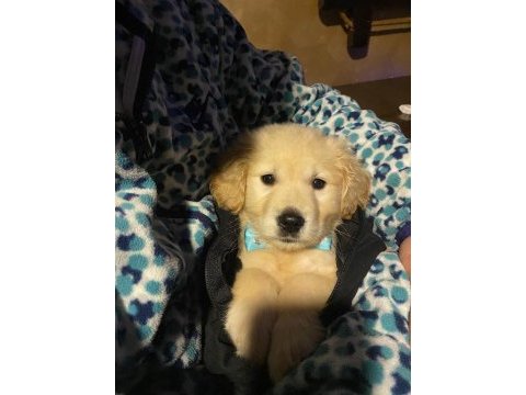 Son erkek yavru golden retriever
