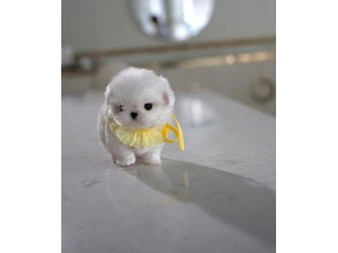 Maltese kore teacup kızım ayra max (2 kg )