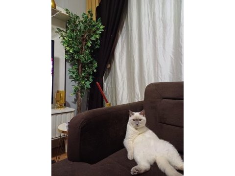 British shorthair kızımız şekeri sahiplendirmek istiyoruz