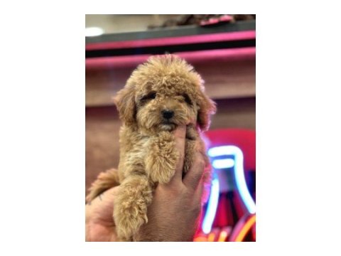 Maltipoo yavrularım sağlık ve ırk garantilidir