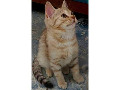 3 aylık savannah yavrusu