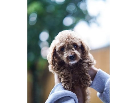 Safkan toy poodle