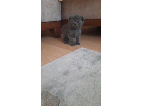 Scottish fold 45 günlük tuvalet ve mama egitimlidir