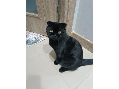 Scottish fold zeytinimize yeni ev arıyoruz