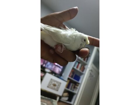 Acil sahiplendirme muhabbet kuşu 4 aylık