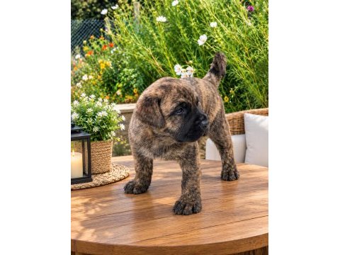 Özel brindle renk erkek yavru cane corso