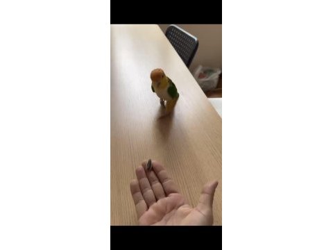 Portakal kafa kayık papağanı evcil el besleme