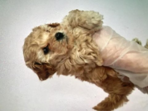 Şampiyon annenin dişi bebekleri poodle antialerjik tek ırk