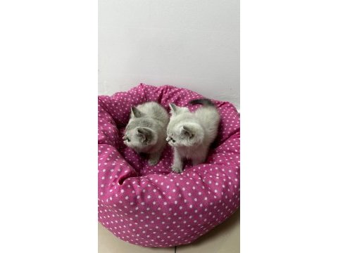 Ankara kaliteli british shorthair bebekler