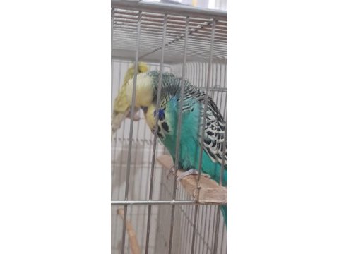 Muhabbet kuşlarımız için ulaşın