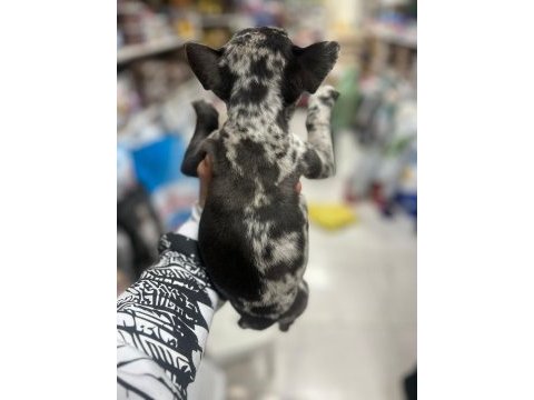 French bulldog yavrularımız yeni ailesini arıyor