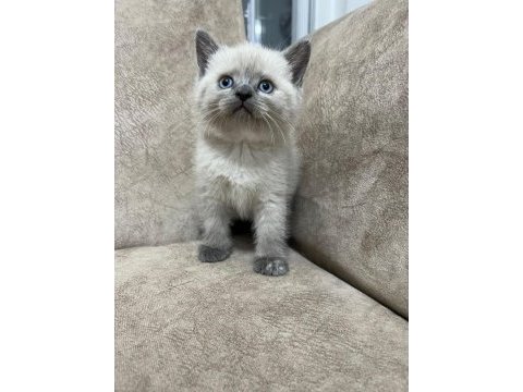 Safkan british shorthair ayı surat top kafa bebiş