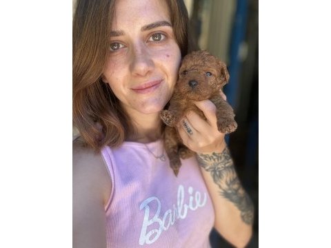 Red maltipoo yavruları