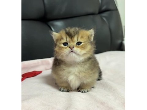 Çok tatlı bebek british shorthair
