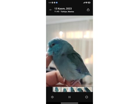 Full evcil 3 aylık mavi erkek forpus papağanı