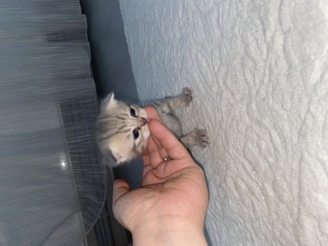 Üç yavru bebek iki erkek ve bir dişi british shorthair