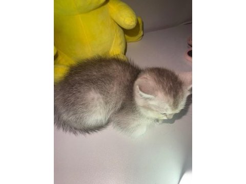 Safkan british shorthair erkek yavru