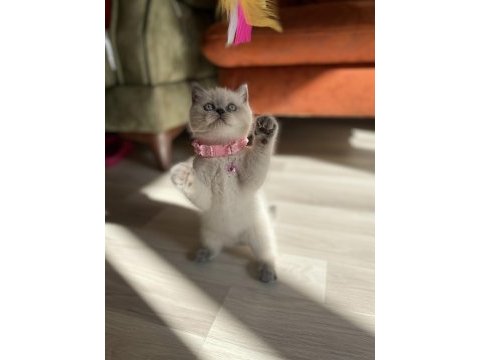 Blue point safkan british shorthair yavrular