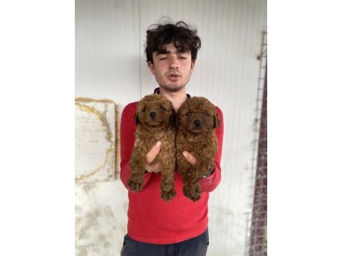 Red toy poodle yavrular