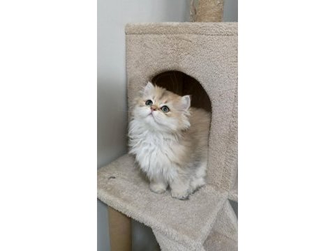 Ny 12 yavru british longhair kedilerimiz