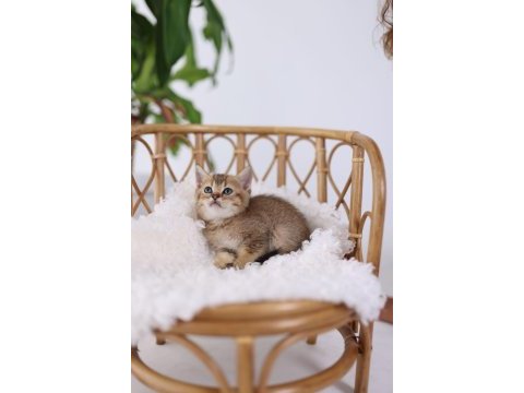 Erkek - dişi british shorthair yavrularımız
