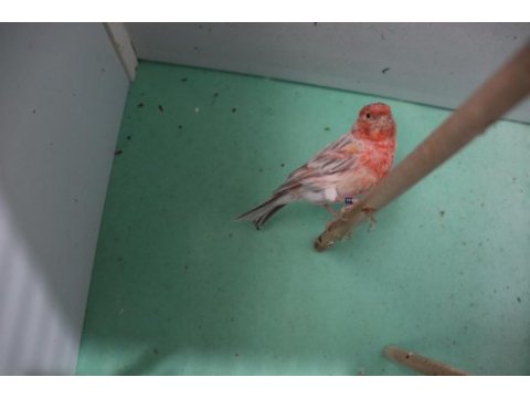 Agat opal saten al mozaik takım kuşlar