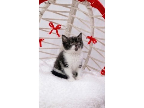 A kalite eşsiz güzellikte cinnamon bicolor british shorthair