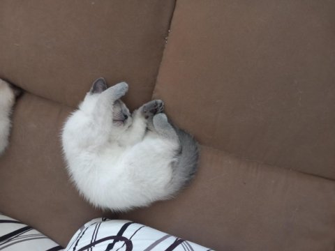 Sahiplendirme british shorthair