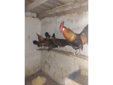 Orman tavukları ve horozlar