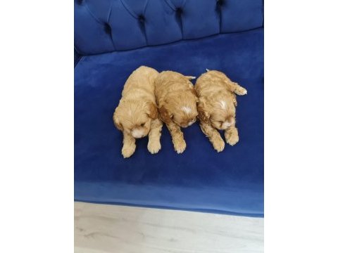 Maltipoo bebekleri 2 aylık