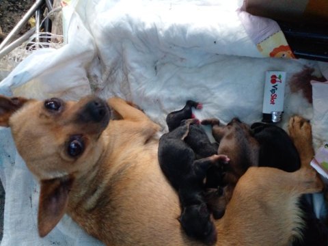 Cep köpeği şivava iki aylık yavru
