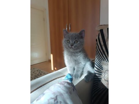 Ayı surat british shorthair