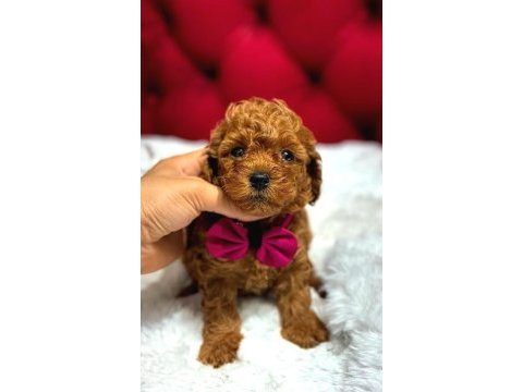 Kore teacup babadan kore teacup poodle bebekler