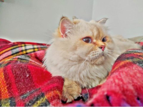 Full secereli by 11 33 erkek british longhair