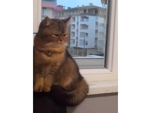 4 aylık british shorthair