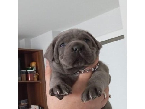 Cane corso blue ve black yavrular