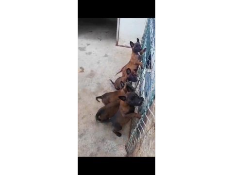 Belçika kurdu yavrular 4 adet erkek yavrumuz vardır