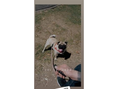 11 aylık dişi pug köpeği