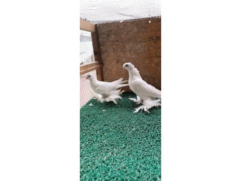 Özbek taklacı güvercini (beyaz karagöz)