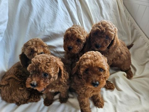 Ev ortamından red toy poodle yavrular