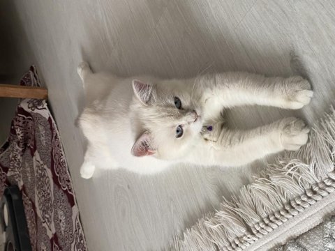 7 aylık british shorthair