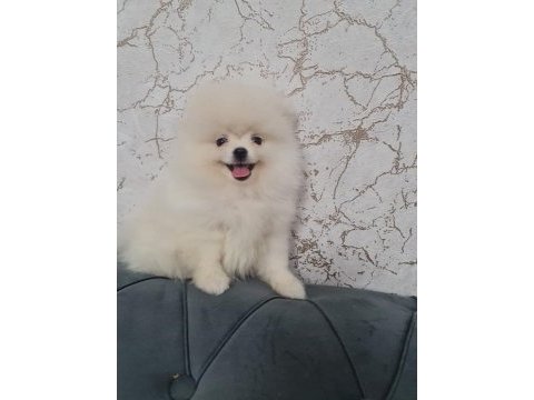 Ukrayna pasaportlu ayı surat pomeranian boo